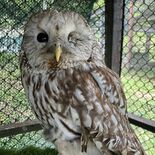 わたしたちを知ってほしいホー　傷病鳥獣に関心を　県民の森の救護施設がイ…