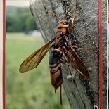 凶暴そうだけど毒はなし　学芸員栗原さん、宇都宮で新種のハチ発見　県立博…