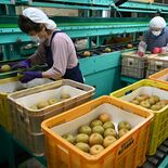 “第一走者”は「幸水」　JAかみつが、本年産ナシを初出荷　食べた人を「…