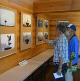 野木・きらり館でコウノトリのひな誕生記念　御朱印カード配布、写真展も