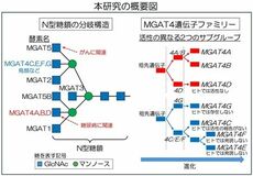 生物種固有の糖鎖を作る酵素遺伝子を同定