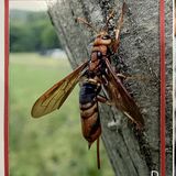 凶暴そうだけど毒はなし　学芸員栗原さん、宇都宮で新種のハチ発見　県立博物館で来月まで展示