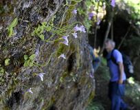 コウシンソウが見ごろ　日光