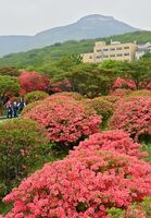 那須岳を望む群落で色鮮やかに咲くヤマツツジ