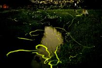 清流にホタルの舞い　鹿沼