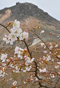 那須岳でミネザクラが開花　那須