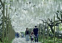 あしかがフラワーパーク営業再開　足利