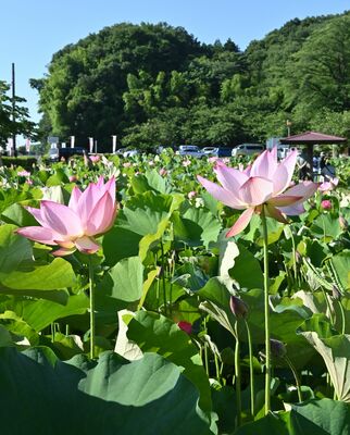 美しい大輪の花を咲かせるハス＝17日午前７時25分、栃木市都賀町臼久保