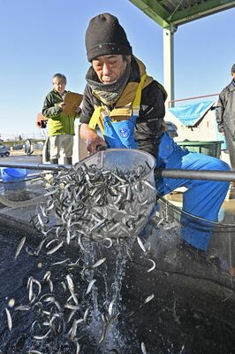 出荷のため水槽からすくい上げられる稚アユ＝７日午前８時50分、下野市谷地賀