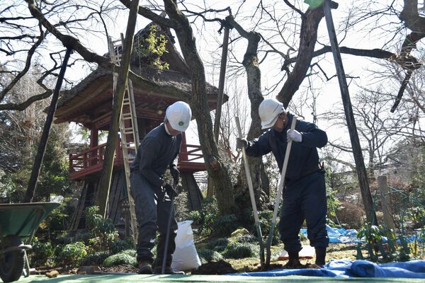 樹勢回復のための工事を行う樹木医たち