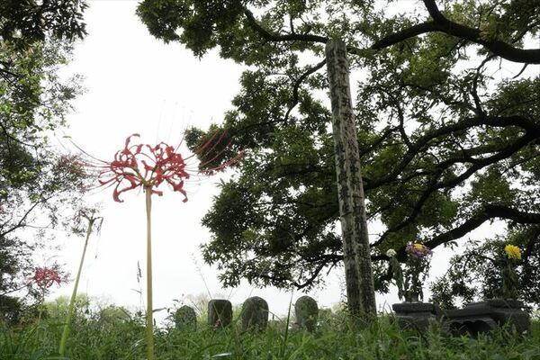 ヒガンバナが咲いた共同墓地