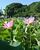 美しい大輪の花を咲かせるハス＝17日午前７時25分、栃木市都賀町臼久保