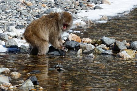 　梓川で川石を返し、水生昆虫を探すニホンザル＝2016年２月16日、上高地