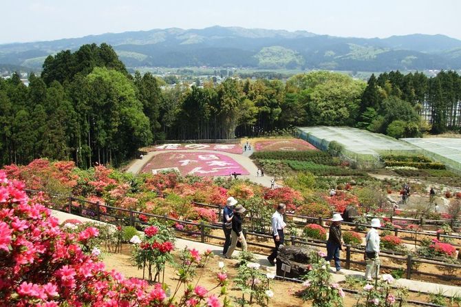 大田原市湯津上2691 例年の見ごろ/4月下旬~5月上旬 見られる花/ボタン