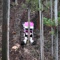 遠隔で木を伐採、搬送「ラジコン式伐倒作業車」で実演　スマート林業推進へ、栃木県が研修会