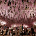 あしかがフラワーパーク　見頃の大藤、幻想的にライトアップ【動画】