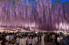 あしかがフラワーパークで大藤見頃