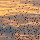 夕焼けにムクドリ乱舞　渡良瀬遊水地へ一斉に下降