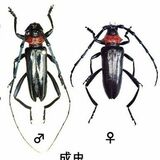 クビアカツヤカミキリ被害、大田原で初確認　栃木県内11市町目、北限に