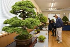 ゴヨウマツや サツキなど１５席
