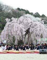 孝子桜で和の調べ