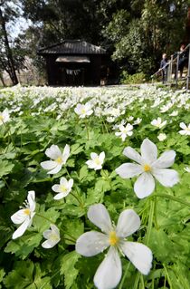 野木神社でニリンソウ満開 野木
