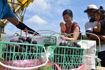 おおひらぶどうまつり大盛況　栃木