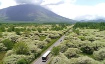 戦場ケ原で純白のズミ満開　日光