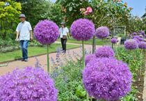 アリウム・ギガンチウムが見頃　壬生