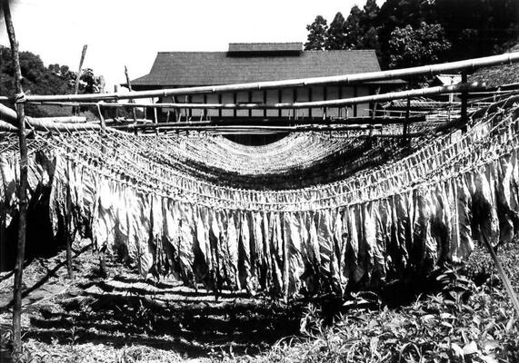 かつての葉タバコ乾燥の様子。天日干しのほか、室内で乾燥させる手順があった（那珂川町教育委員会提供）