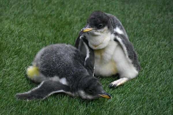 15日から一般公開されるジェンツーペンギンのひな２羽