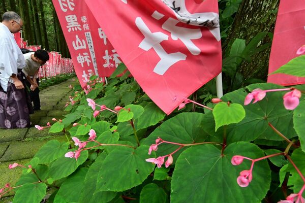 見頃を迎えた羽黒山神社のシュウカイドウの花
