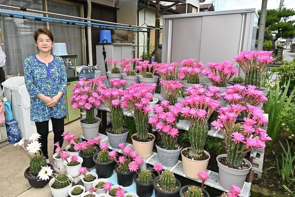 満開となったサボテンの花