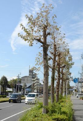 変色や落葉が目立つアメリカフウ＝高知市城山町