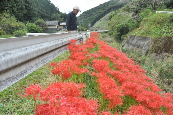 仙波川沿いの土手で咲き誇るヒガンバナの群生