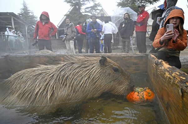 カボチャを浮かべた露天風呂に漬かるカピバラ=25日午後1時10分、那須町大島