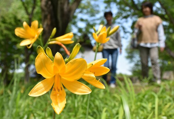 新緑に囲まれた園内を彩るニッコウキスゲ