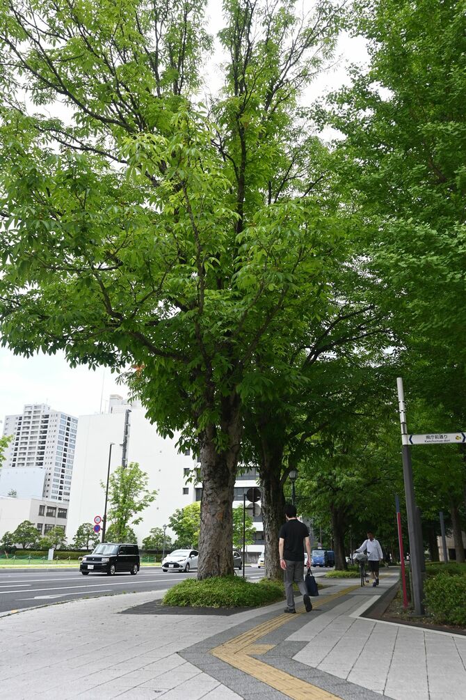 とちまるくんが「生まれた場所」とされる県庁前のトチノキ=宇都宮市本町