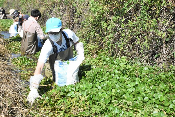 水路に入り、アマゾントチカガミを手で取り除く参加者たち=11日午前、宇都宮市