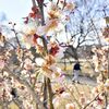 真岡に早春の便り　井頭公園でハナモモと梅が共演、見頃は3月中旬まで