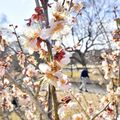 真岡に早春の便り　井頭公園でハナモモと梅が共演、見頃は3月中旬まで