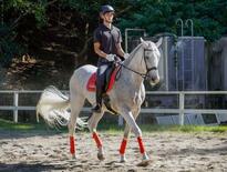 物価高、騎馬隊にも影響