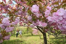春の里山のんびり散策を　茂木「花の山」でヤエザクラなど見頃