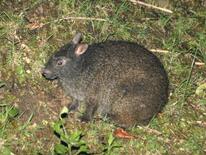 野生生物の「交通事故死」抑制へ