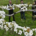 甘いナシ、たわわに実れ　鹿沼・菊沢地区　「フルーツロード」で幸水など満開
