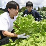 厚いレタスに熱い思い　馬頭高生が収穫「すごく良い出来」　給食用、那珂川…