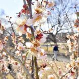 真岡に早春の便り　井頭公園でハナモモと梅が共演、見頃は3月中旬まで