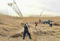 渡良瀬遊水地でヨシ刈り最盛期