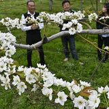 甘いナシ、たわわに実れ　鹿沼・菊沢地区　「フルーツロード」で幸水など満開