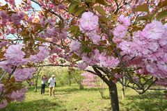 春の里山のんびり散策を　茂木「花の山」でヤエザクラなど見頃